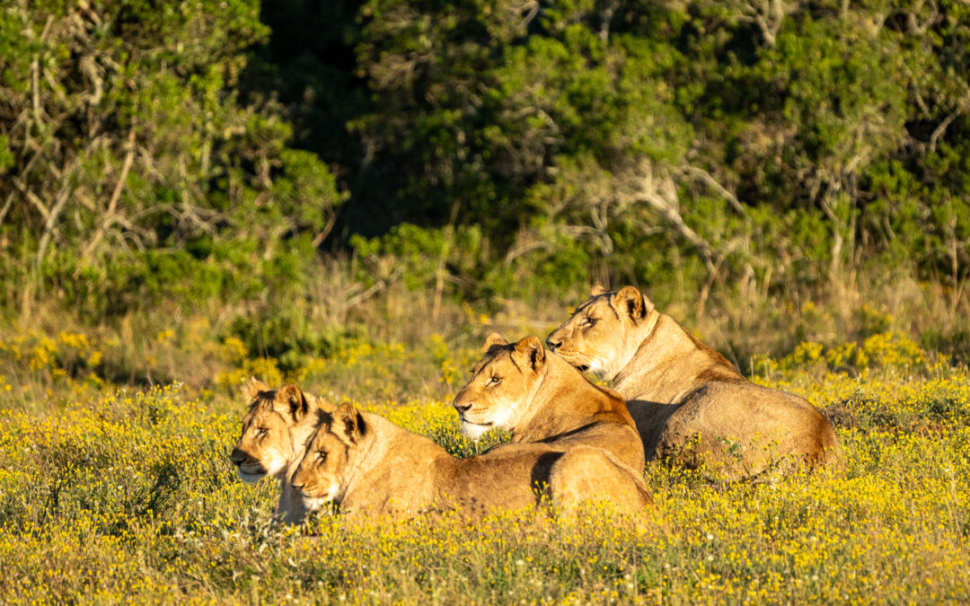 South Africa Safari